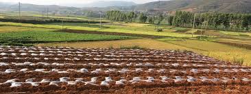 The Role of Agriculture in Land Use and Food Security