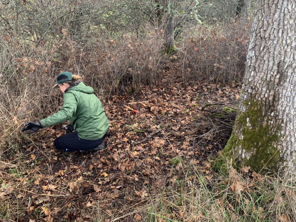 Land Restoration: Healing Damaged Ecosystems