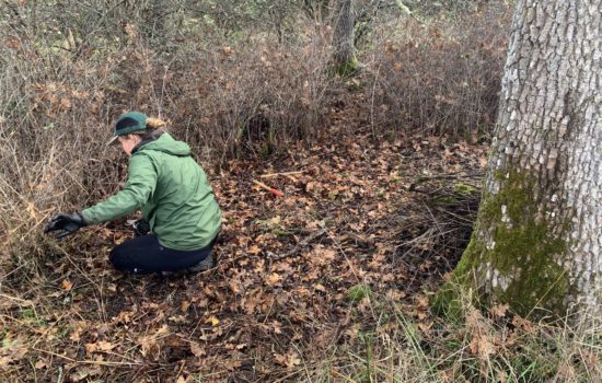 Land Restoration: Healing Damaged Ecosystems